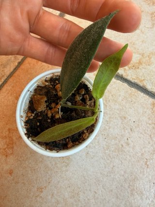 Hoya Patella White