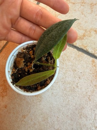 Hoya Patella White