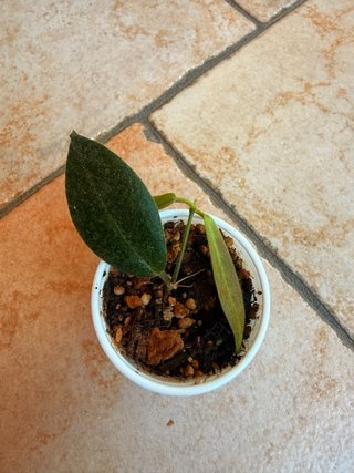 Hoya Patella White