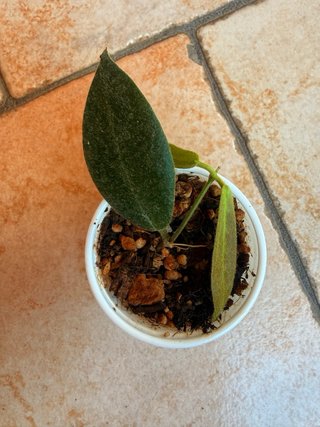 Hoya Patella White