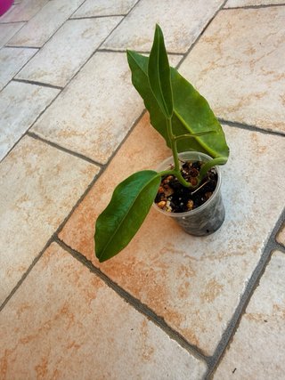 Hoya Imperalis Red