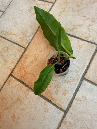 Hoya Imperalis Red