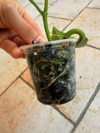 Hoya Imperalis Red