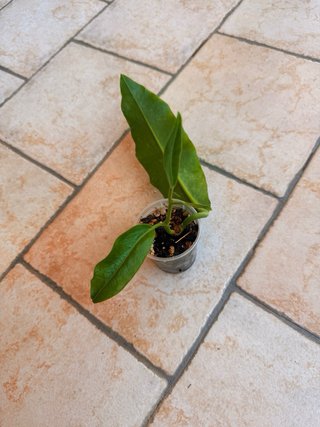 Hoya Imperalis Red