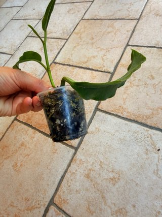 Hoya Imperalis Red