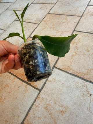 Hoya Imperalis Red