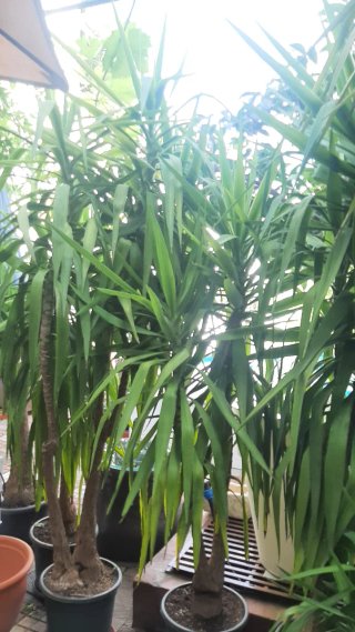 Yucas de varios tamaños