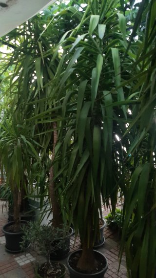 Yucas de varios tamaños