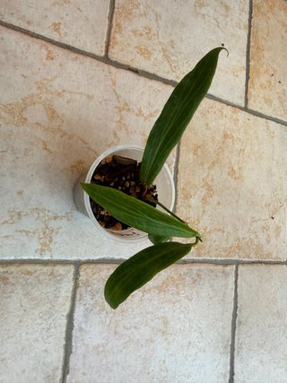Hoya Valmayoriana
