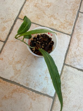 Hoya Valmayoriana