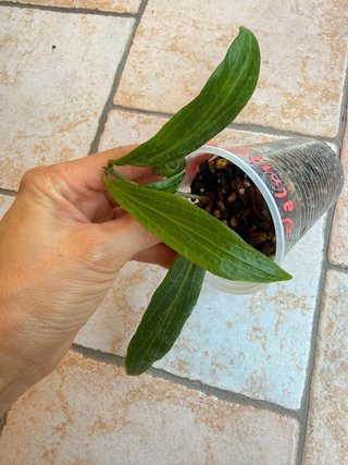 Hoya Valmayoriana