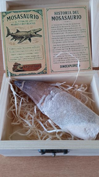 Diente Fósil Mosasaurio 10cm Caja Regalo