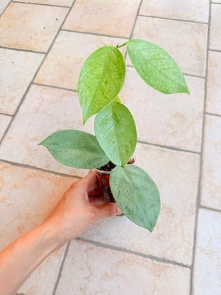 Hoya Coriacea Silver