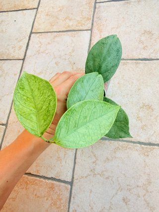 Hoya Coriacea Silver