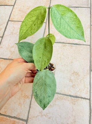 Hoya Coriacea Silver