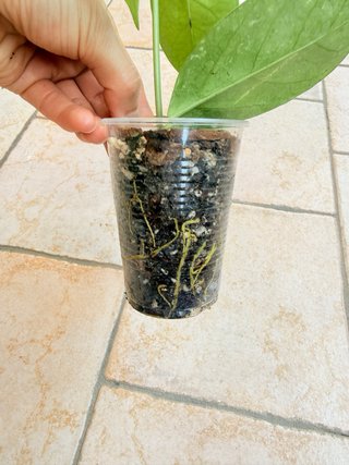 Hoya Coriacea Silver
