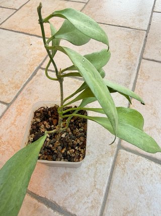 Hoya New Guinea Ghost Pianta