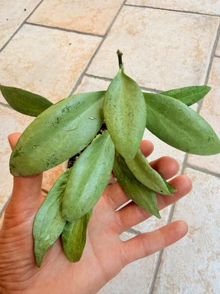 Hoya New Guinea Ghost Pianta