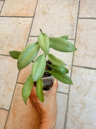 Hoya New Guinea Ghost Pianta