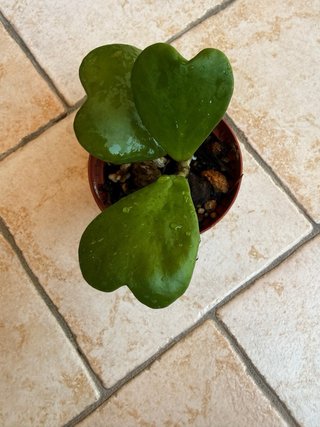 Hoya Kerii Pianta