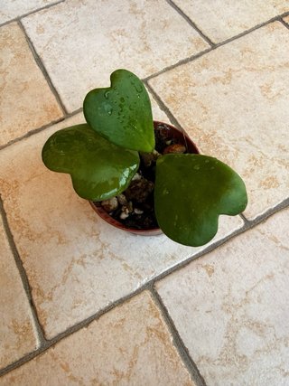 Hoya Kerii Pianta
