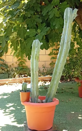 Cactus Garambullo 1m Exclusivo | Colección | Ático