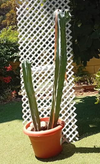 Cactus Garambullo 1m Exclusivo | Colección | Ático