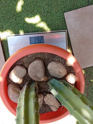 Cactus Garambullo 1m Exclusivo | Colección | Ático