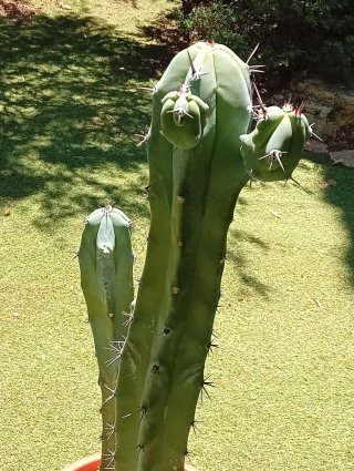 Cactus Garambullo 1m Exclusivo | Colección | Ático