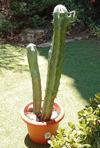 Cactus Garambullo 1m Exclusivo | Colección | Ático