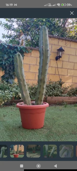Cactus Garambullo 1m Exclusivo | Colección | Ático