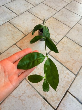 Hoya Campanulata