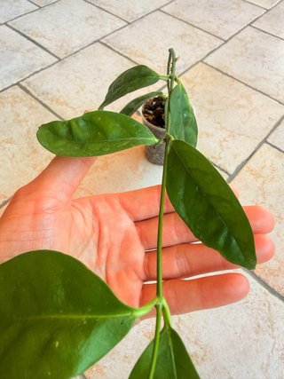 Hoya Campanulata