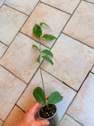 Hoya Campanulata