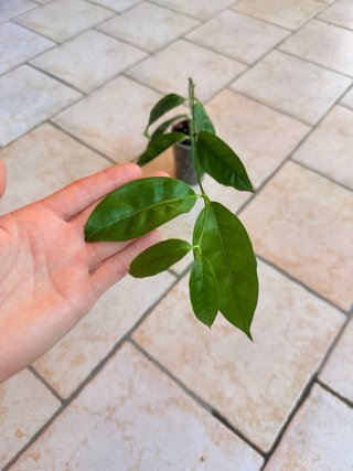 Hoya Campanulata
