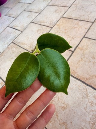 Hoya Gigas