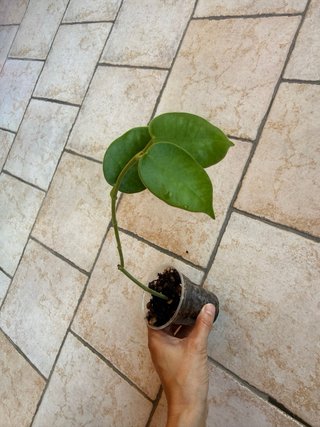 Hoya Gigas