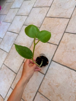 Hoya Gigas