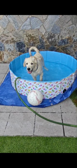 Piscina para perros 120x30 cm