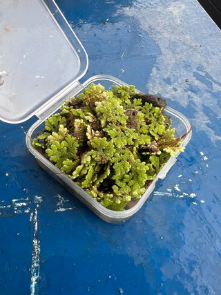 Azolla Caroliniana Pianta Acquatica Terrario