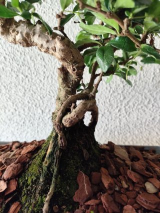 Bonsái Carmona Microphylla 14 años
