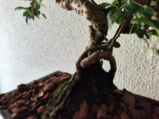 Bonsái Carmona Microphylla 14 años