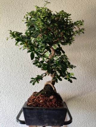 Bonsái Carmona Microphylla 14 años