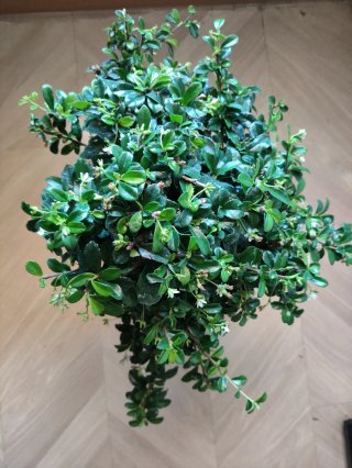 Bonsái Carmona Microphylla 14 años