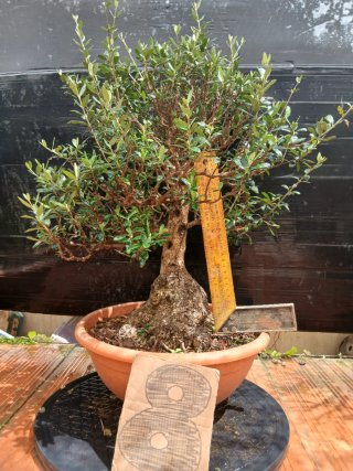 Acebuche bonsai