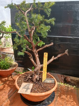 Tejo bonsai