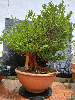 Mirto bonsai