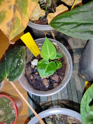 Anthurium Red Gunsal