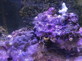 Material para acuario