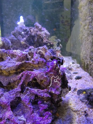 Material para acuario
